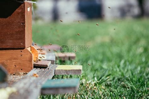 蜜蜂 死 在家里 代表 什么|蜜蜂在巢门前打转飞行，有蜜蜂死在地上，是什么原因？灭群的迹象